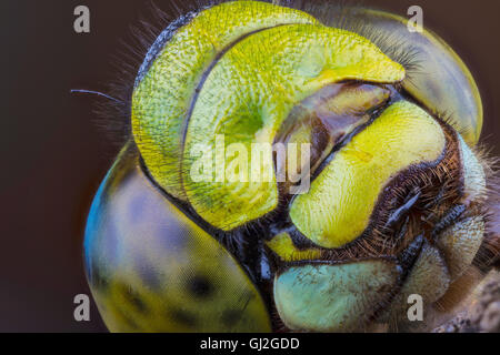 Macro empilées de la tête d'un Hawker Libellule sur fond sombre Banque D'Images