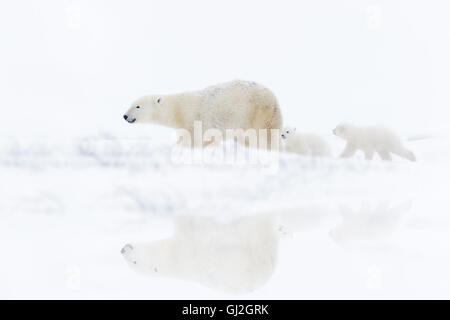 Mère de l'ours polaire (Ursus maritimus) avec deux oursons marche sur tundra avec réflexion, Parc National de Wapusk, Manitoba, Canada Banque D'Images