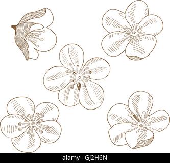 Ensemble de fleurs prunes dessinés à la main, isolé Illustration de Vecteur