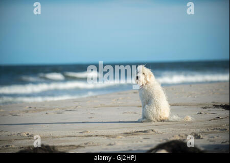 Goldendoodle dog sitting on beach Banque D'Images