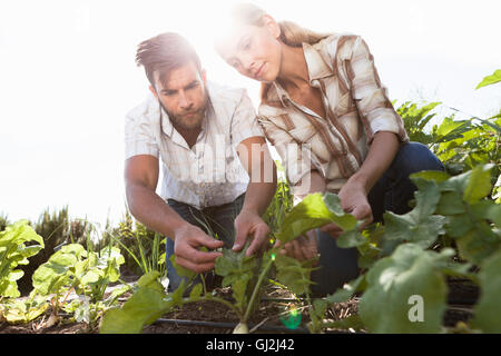 D'âge mûr ayant tendance aux plantes en jardin Banque D'Images