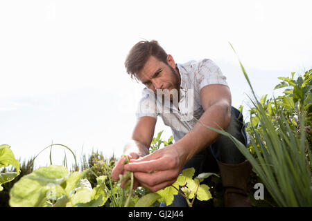 Homme mûr ayant tendance à les plantes de jardin Banque D'Images