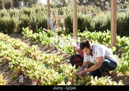 Homme mûr ayant tendance à les plantes de potager Banque D'Images