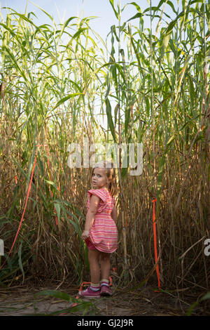 Jeune fille qui marche par Pumpkin Patch, vue arrière Banque D'Images