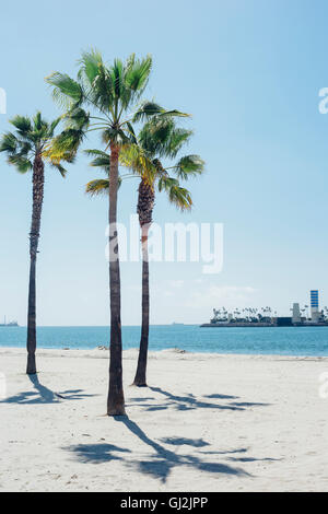 Palmiers sur Beach, Long Beach, Californie, USA Banque D'Images