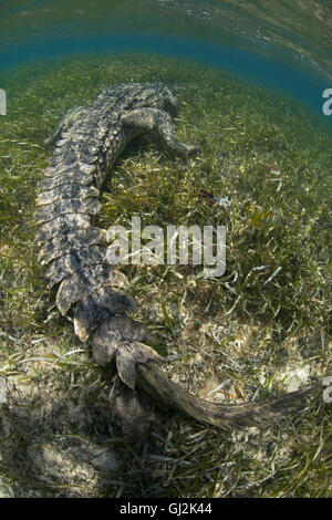 Crocodile (Crocodylus acutus) rampe en eaux peu profondes, l'Atoll de Chinchorro, Mexique Banque D'Images