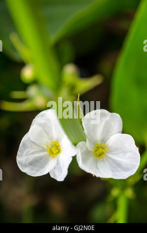 Belle petite fleur blanche d'Burhead ou Echinodorus cordifolius rampante est une plante aquatique Banque D'Images