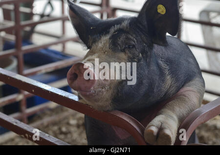 Cochon à la foire du comté de Boulder Longmont, Colorado dans Banque D'Images