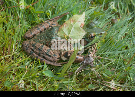 La grenouille verte (Rana clamitans) dans l'herbe, partiellement cachés avec la feuille sur le dos, USA Banque D'Images