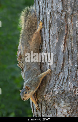 Écureuil de renard de l'est (Sciurus niger) grimpant sur le tronc d'arbre, érable (espèces Acer), E USA, par Skip Moody/Dembinsky photo Assoc Banque D'Images