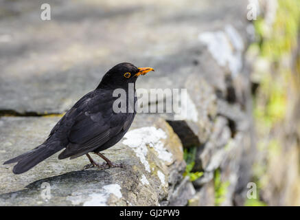 Blackbird mâle à Grasmere dans le Lake District en mai. Banque D'Images