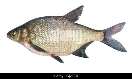 Dorade ( Abramis brama ) sur un fond blanc . Avant le frai des femelles adultes . Poids du poisson - 2130 grammes. Place catch - Ri Oka Banque D'Images