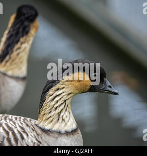 Portrait d'Hawaiian Goose Branta sandvicensis bird nene Banque D'Images