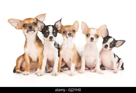 Cinq chiots mignons de Chihuahua isolated on white Banque D'Images