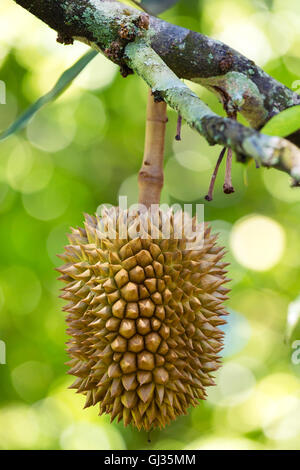 Durians frais, le roi des fruits sur l'arbre à Bornéo, Malaisie Banque D'Images