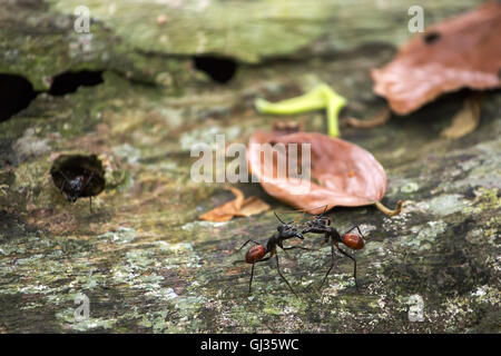 Camponotus gigas ou forêt géant ant est l'une des plus grandes fourmis dans existence Banque D'Images