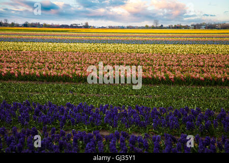 Hyacinthe. champs de fleurs en Hollande. L'Europe Banque D'Images