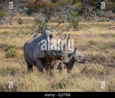 Une mère rhinocéros noir et veau de six mois, à Eastern Cape, Afrique du Sud Banque D'Images