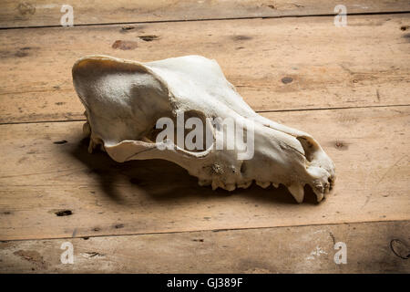Crâne animal Banque D'Images