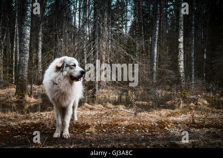 Portrait de chien de Montagne des pyrénées debout sur piste en forêt, Orivesi, Finlande Banque D'Images