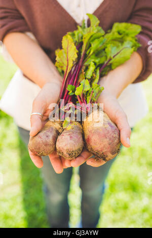 Woman's hands holding trois beetroots in garden Banque D'Images