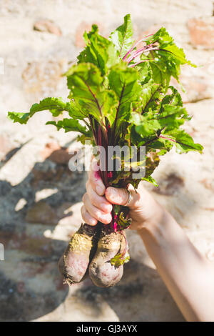 Woman's hand holding bunch of beetroots in garden Banque D'Images