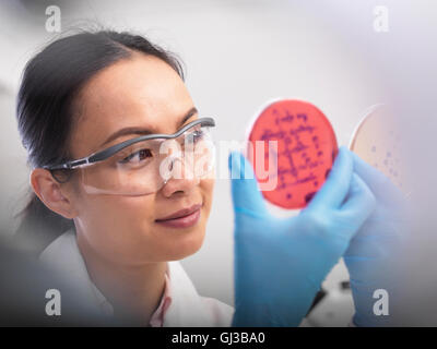 L'examen scientifique des cultures microbiologiques dans une boîte de pétri Banque D'Images