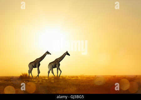 Les Girafes au coucher du soleil, Parc National d'Etosha, Namibie Banque D'Images