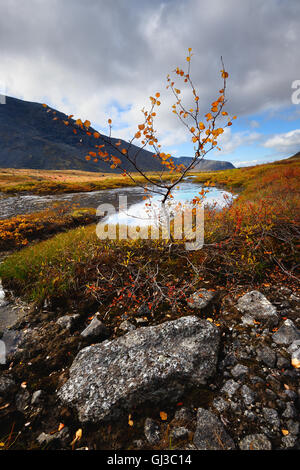 Couleur d'automne vallée à Malaya Belaya Rivière, montagnes Khibiny, péninsule de Kola, Russie Banque D'Images