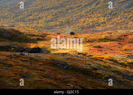 Couleur d'automne vallée près de Malaya Belaya Rivière, montagnes Khibiny, péninsule de Kola, Russie Banque D'Images