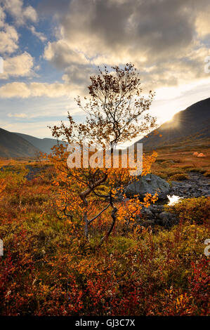 Arbre et couleurs d'automne dans la vallée de la rivière Malaya Belaya, montagnes Khibiny, péninsule de Kola, Russie Banque D'Images