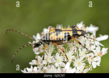 Beetle de Longhorn tacheté alias Harlequin Longhorn Leptura maculata Banque D'Images