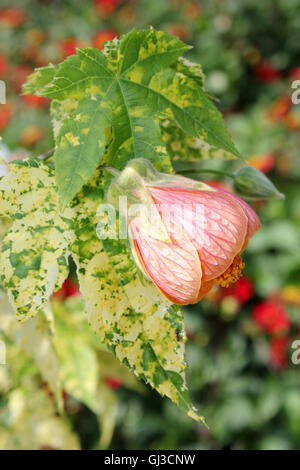 Fleur Abutilon hybridum Bell chinois Banque D'Images