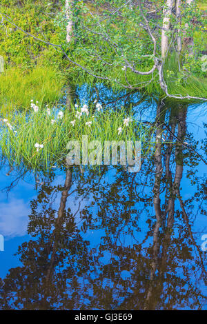 Les linaigrettes (Eriophorum) et le bouleau arbres se reflétant dans les eaux calmes, Norvège, Scandinavie Banque D'Images