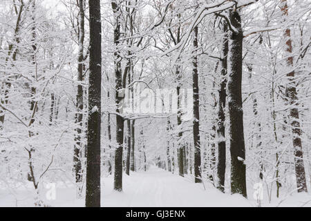 La forêt enneigée : Dresde, Allemagne, Sachsen, Texas, United States Banque D'Images