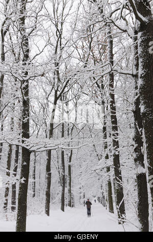 Dresde : forêt enneigée, skieuse, Allemagne, Sachsen, Texas, United States Banque D'Images