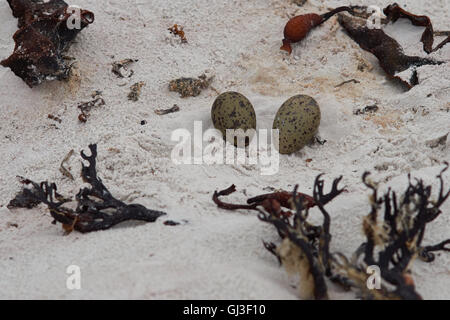 Nid et oeufs de Magellanic Oystercatcher (Haematopus leucopodus) sur une plage de sable fin au point de bénévolat dans les îles Falkland. Banque D'Images