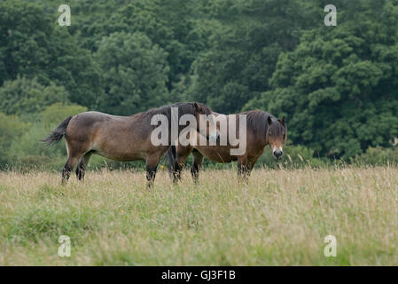 Une paire de poneys Exmoor. Uk Banque D'Images