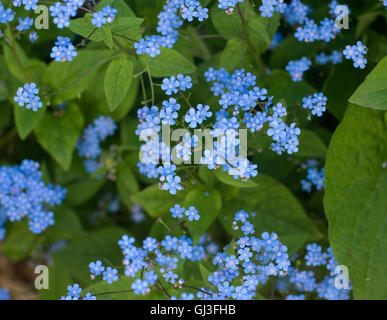 Forget-me-nots ou herbes scorpion fleurir dans un jardin de quartier de Newlands, Boulder. Symbolique de l'amitié et la constance, Banque D'Images