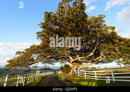 Grand figuier (Ficus macrophylla), Saddleback Mountain, Kiama, Côte d'Illawarra, New South Wales, NSW, Australie Banque D'Images