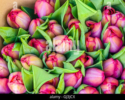 Marché aux Fleurs, , , Londres Angleterre Banque D'Images