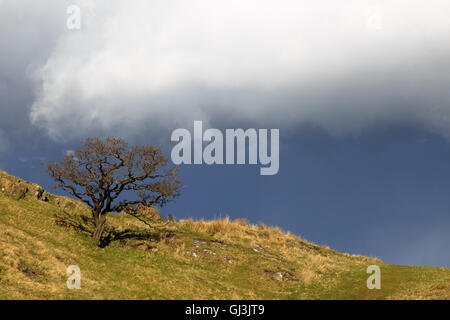 Un arbre solitaire et rabaissé fait face à une tempête imminente sur Walltown Crags, le mur d'Hadrien, Northumberland, Angleterre Banque D'Images