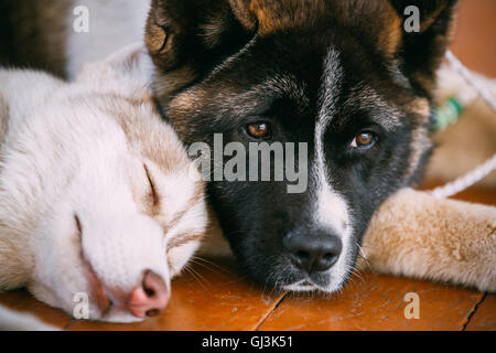 Les jeunes professionnels Husky Puppy Dog et Akita américain dormir ensemble Banque D'Images