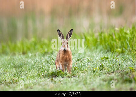 Lièvre brun (Lepus europaeus) Banque D'Images