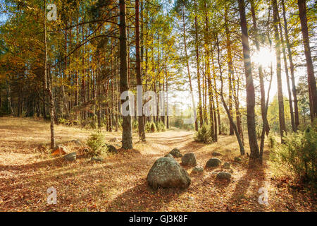 Coucher du soleil lever du soleil sur les pierres, les roches à partir de l'âge de glace dans la belle forêt d'automne sauvage. Banque D'Images