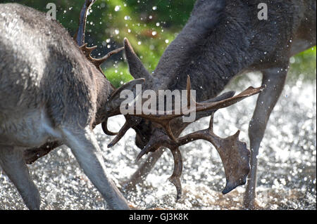 Fallow deer (Cervus dama). 2 mâles en rut - UK Banque D'Images