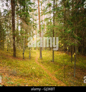 Chemin de ronde Chemin De belles voies Automne Forêt de conifères. Personne n. Automne Nature Banque D'Images