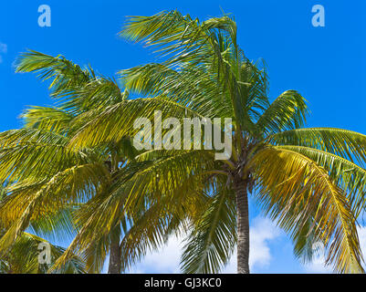 Dh SAINT MARTIN CARAÏBES palmiers d'envol de feuilles tree close up Banque D'Images