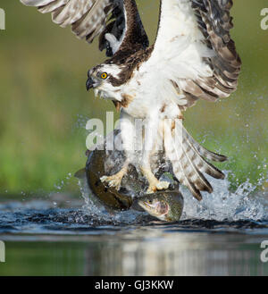 Balbuzard pêcheur (Pandion haliaetus) prendre 2 poissons à la fois - Écosse, Royaume-Uni Banque D'Images