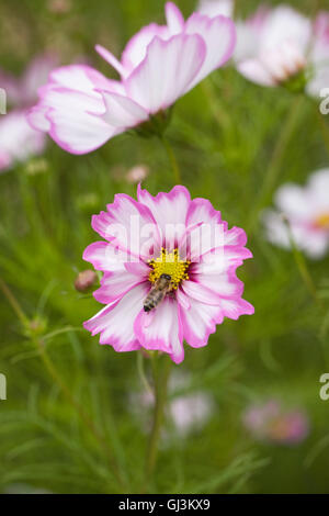 Abeille sur Cosmos bipinnatus 'Capriola' fleur. Banque D'Images